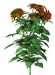 Цветы в PNG