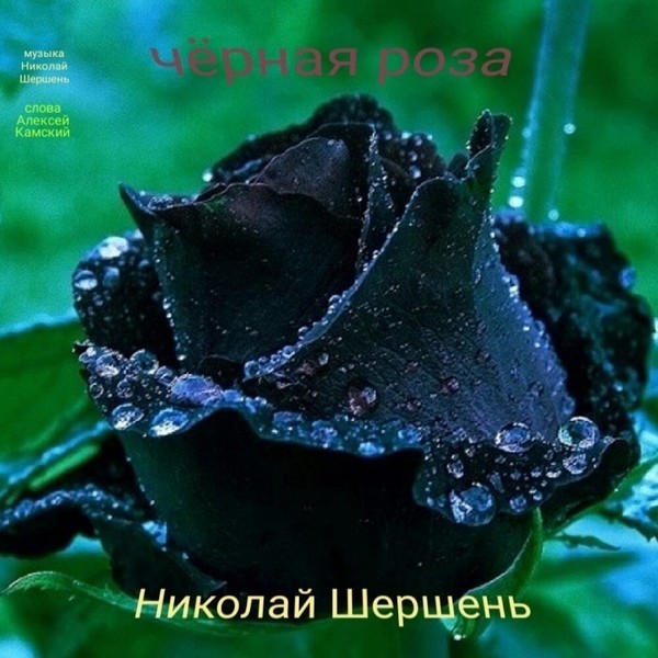 Николай Шершень - Чёрная роза (2021)