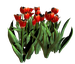 Цветы в PNG